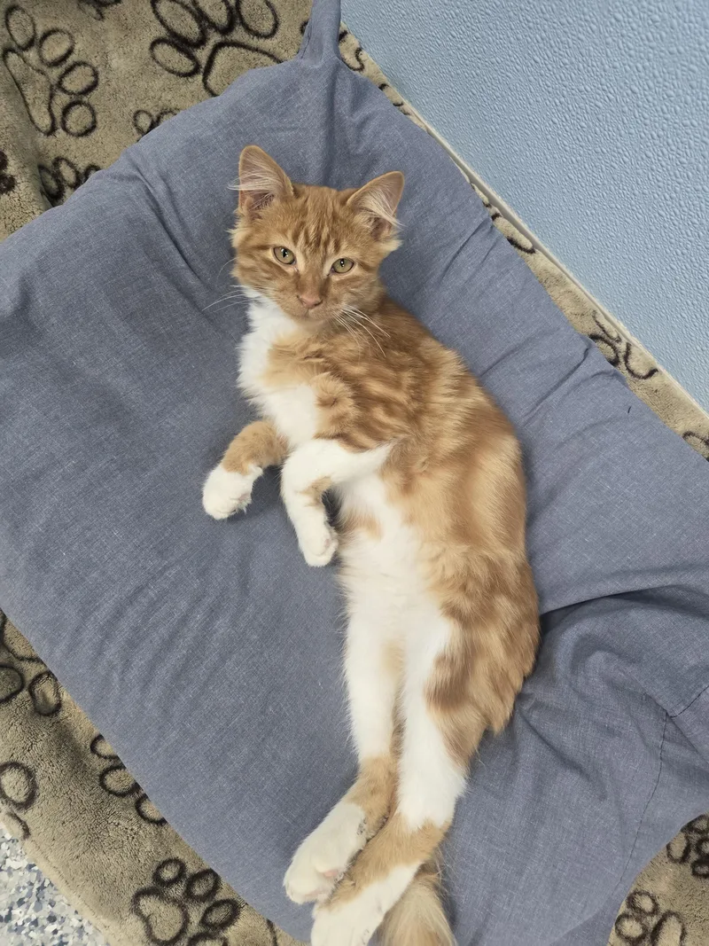 A young medium-sized male Domestic Long Hair cat named Leo for adoption in Farmington, MO