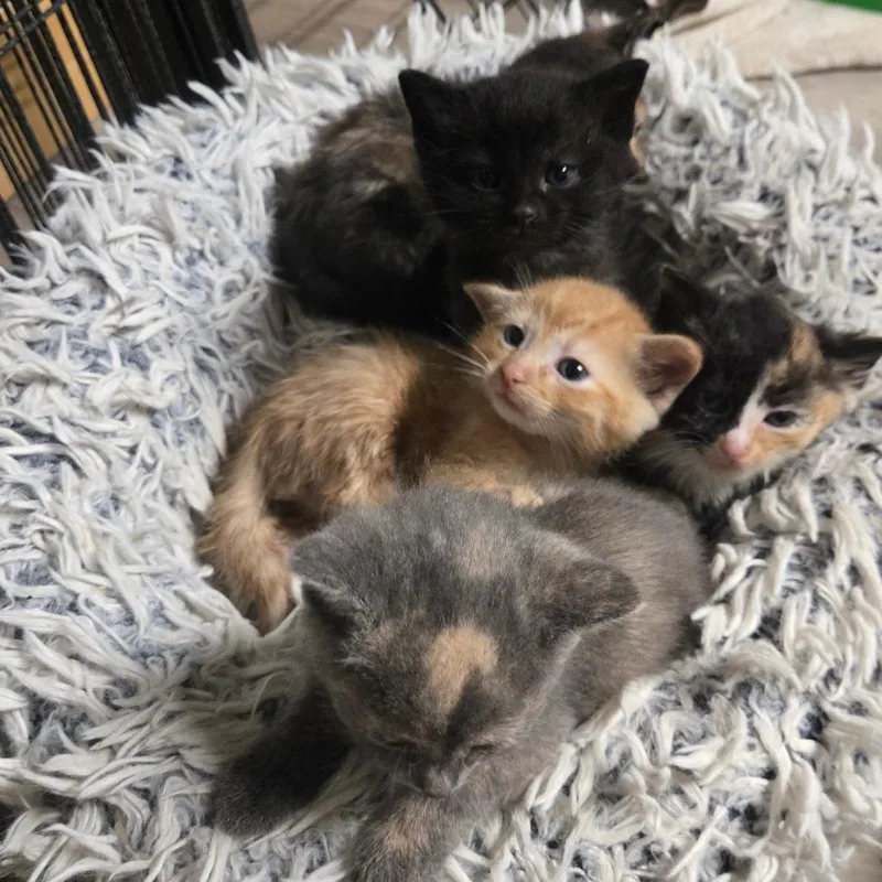 A baby small-sized male Black Domestic Medium Hair cat named Dilly for adoption in Southington, OH