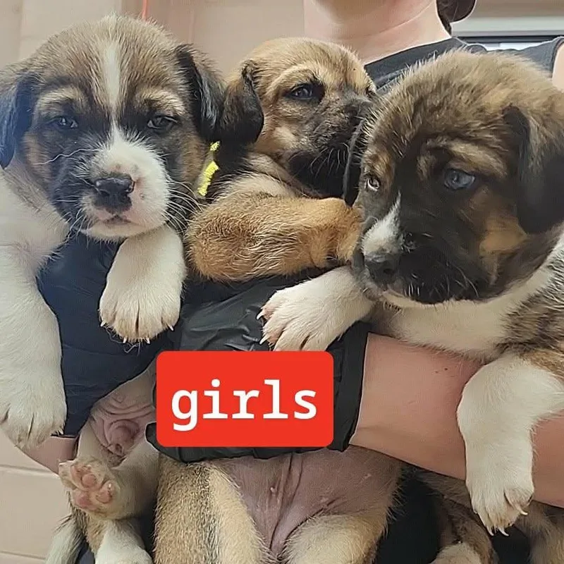 Keta Pup thumbnail 2