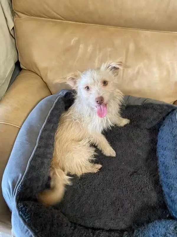 An adult small-sized male Maltese dog named Walter for adoption in Oakland, CA