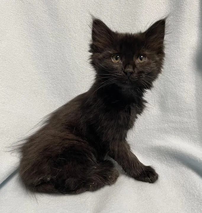 A baby small-sized female Domestic Medium Hair cat named Jupiter for adoption in Jackson, MI