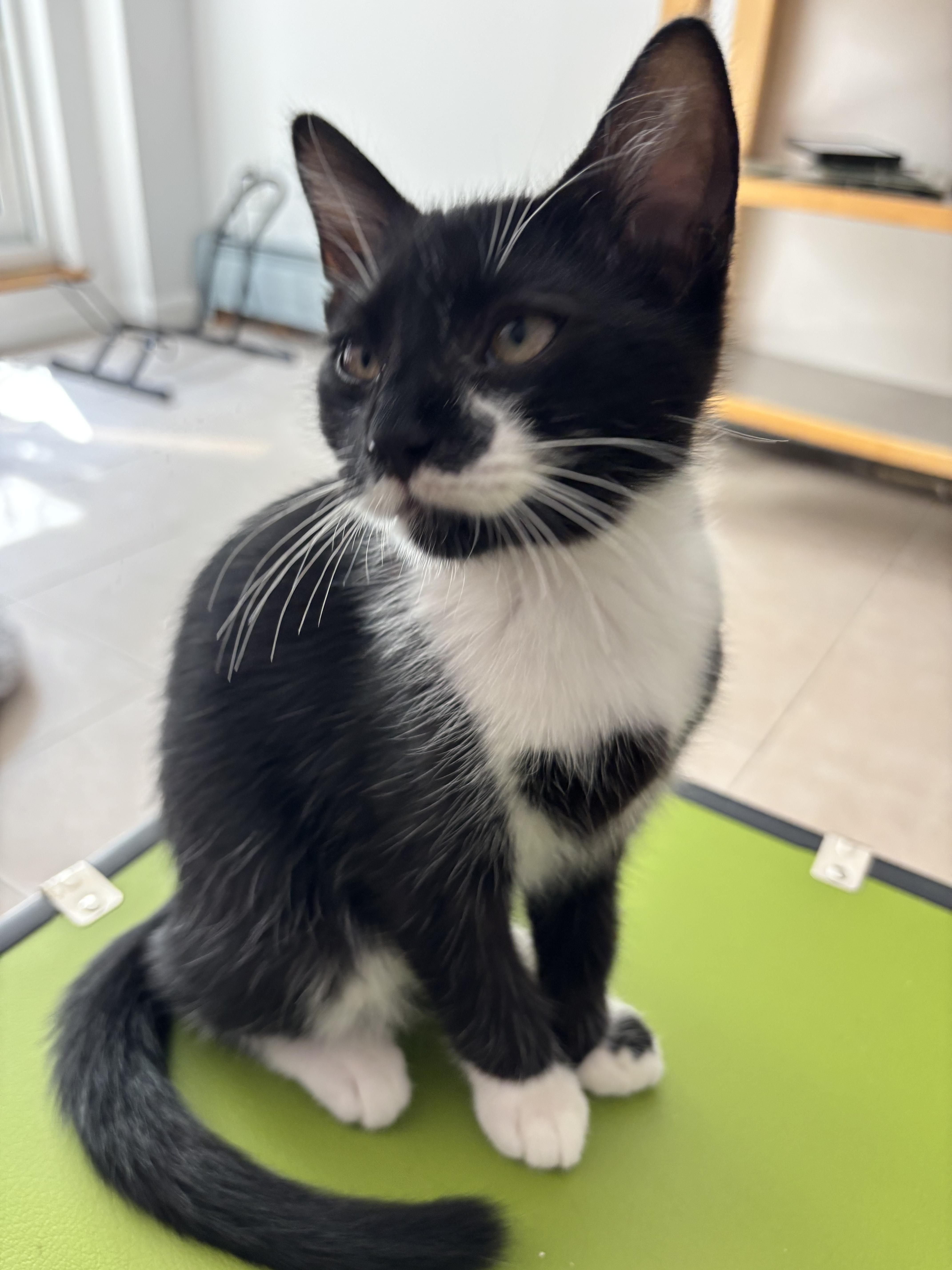 A baby small-sized female Domestic Short Hair cat named Hart for adoption in Brooklyn, NY