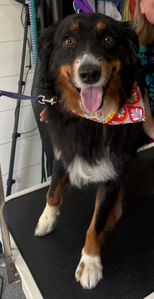 An adult medium-sized male Australian Shepherd dog named Archie for adoption in Effingham, IL