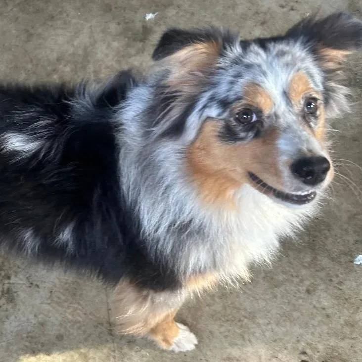A young medium-sized female Australian Shepherd dog named Mae for adoption in Ada, MN