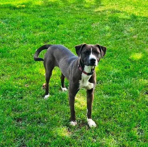 A young medium-sized female Pit Bull Terrier dog named Maddie for adoption in Alma, MI