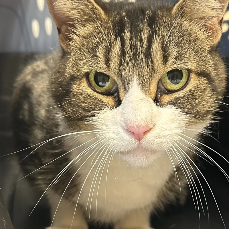 An adult medium-sized female Domestic Short Hair cat named Little One for adoption in Sayville, NY