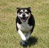 An adult small-sized female Tricolor (Brown, Black, & White) Rat Terrier dog named Macy for adoption in Sudbury, MA