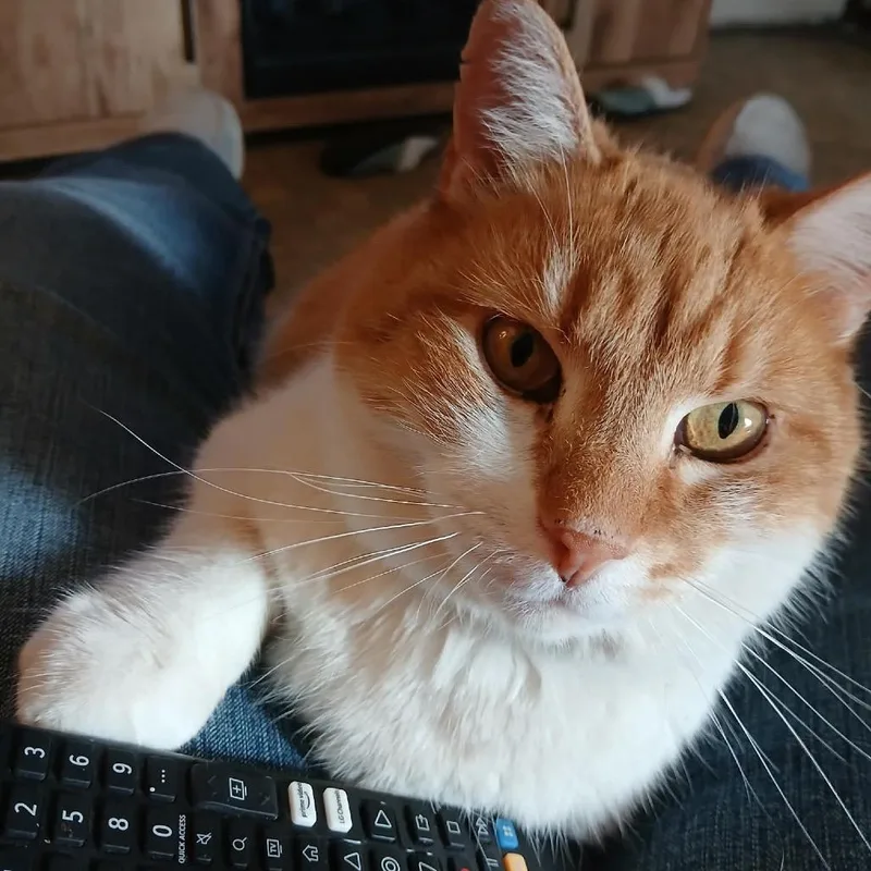 An adult small-sized male Orange / Red Domestic Medium Hair cat named Nacho for adoption in Klamath Falls, OR