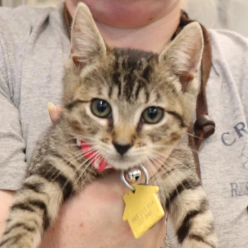 A baby small-sized female Domestic Short Hair cat named Kiwi for adoption in Port Washington, NY