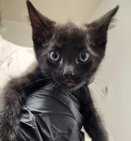A baby small-sized male Domestic Short Hair cat named Cyrus for adoption in Eugene, OR