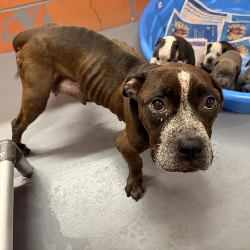An adult medium-sized female Brindle Pit Bull Terrier dog named Ice Cream Sundae for adoption in Northbrook, IL