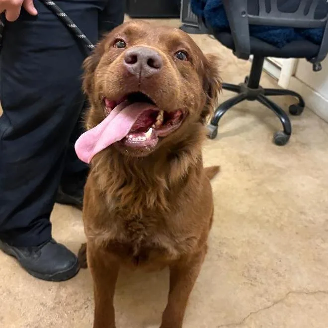 An adult medium-sized male Brown / Chocolate Chocolate Labrador Retriever dog named Charlie Boy for adoption in Austin, TX