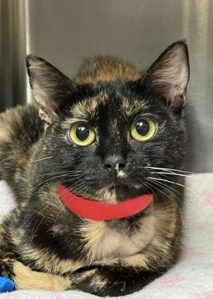 An adult medium-sized female Domestic Short Hair cat named Gillette for adoption in Aiken, SC
