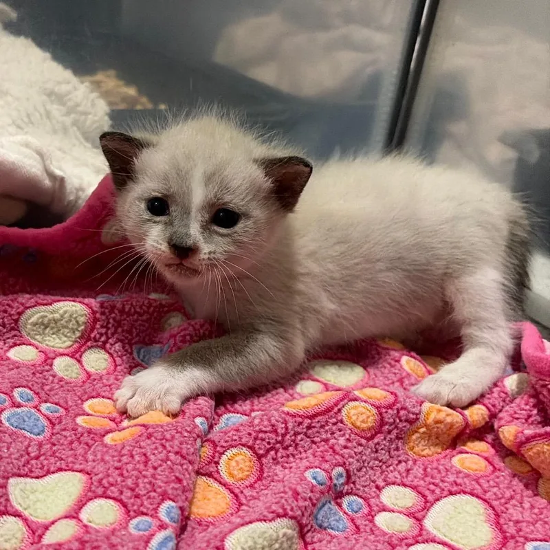 A baby small-sized male Siamese cat named Divus Crewel for adoption in Westminster, CA