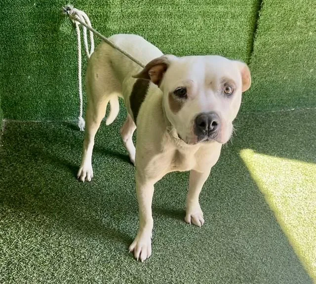 A young medium-sized female Pit Bull Terrier dog named Nyla for adoption in Lancaster, CA