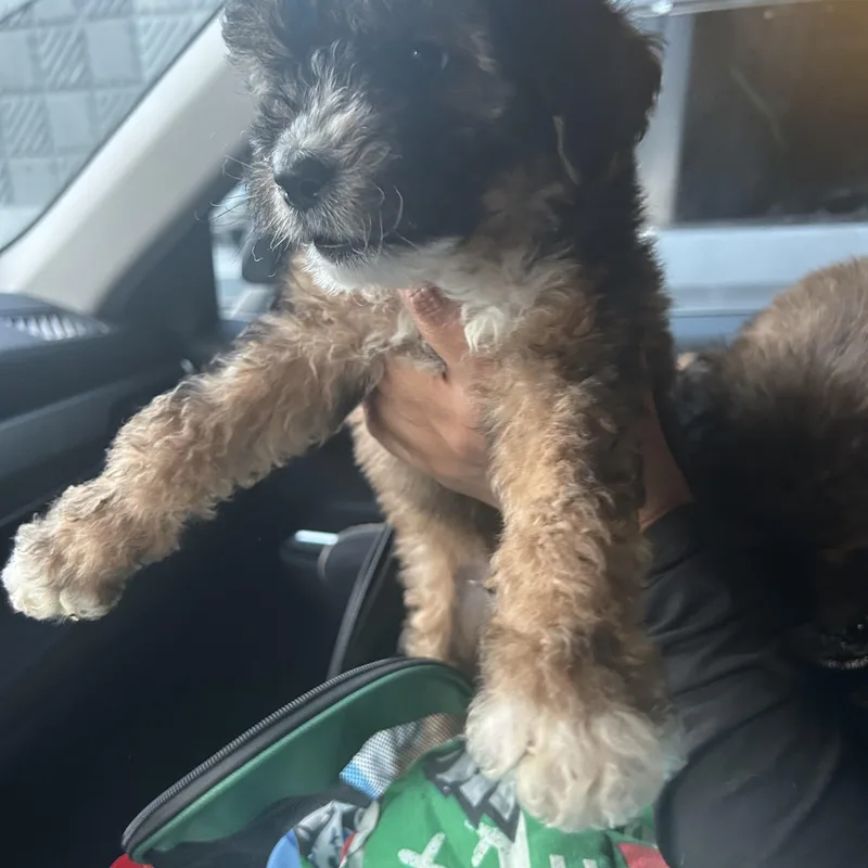 A baby medium-sized male Brown / Chocolate Labradoodle dog named Shein for adoption in New York, NY