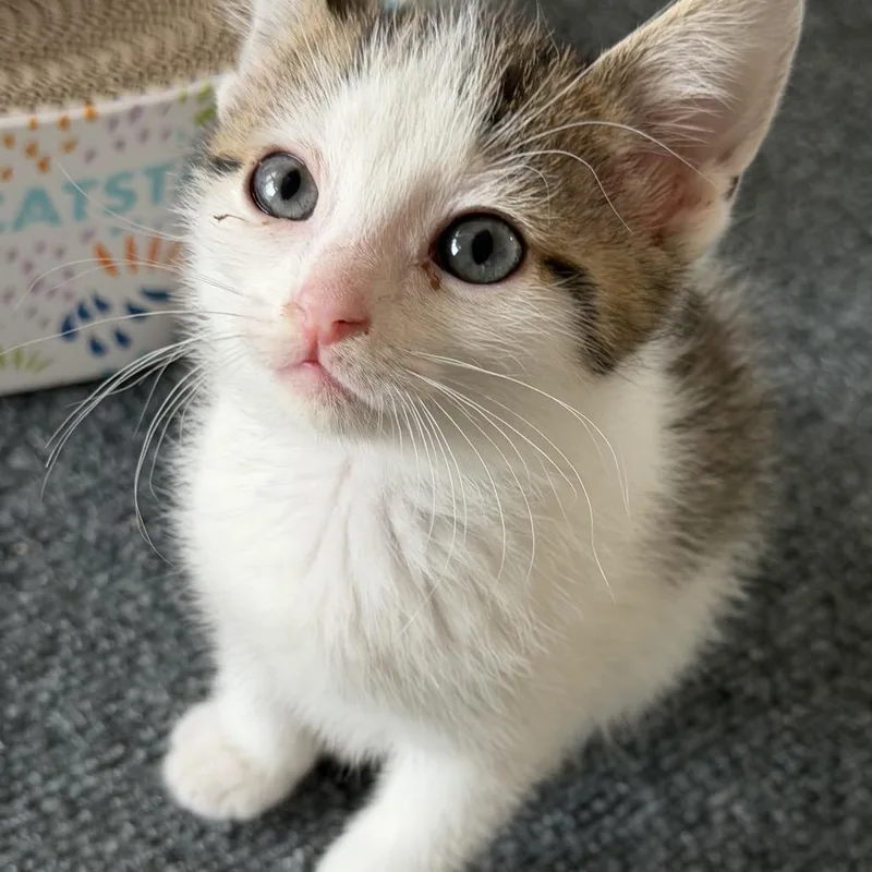 A baby small-sized male Brown / Chocolate Domestic Short Hair cat named Banks O'Brien for adoption in Eagle Mountain, UT