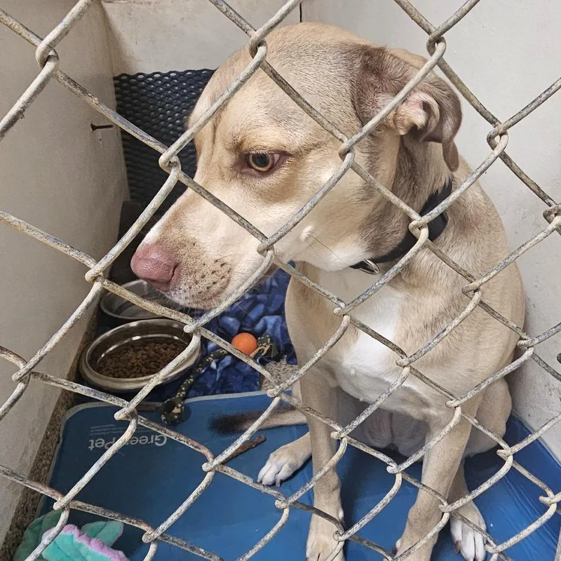 A young large-sized female Apricot / Beige Labrador Retriever dog named Gracie for adoption in Donalsonville, GA