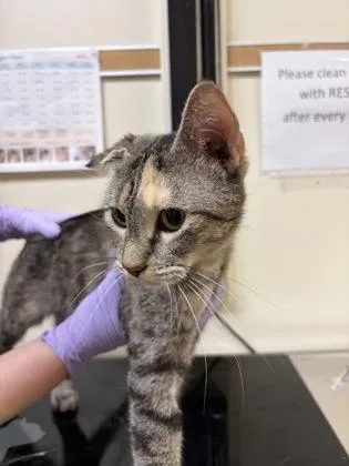 An adult small-sized female Domestic Short Hair cat named Litten for adoption in West Chester, PA