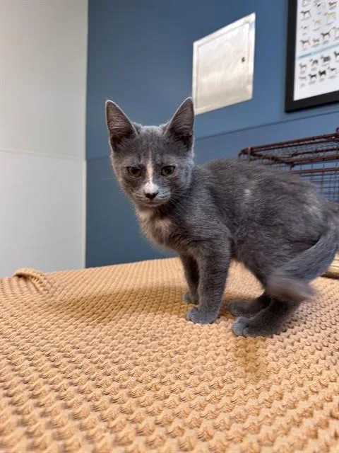 A baby small-sized female Domestic Short Hair cat named A for adoption in San Luis Obispo, CA