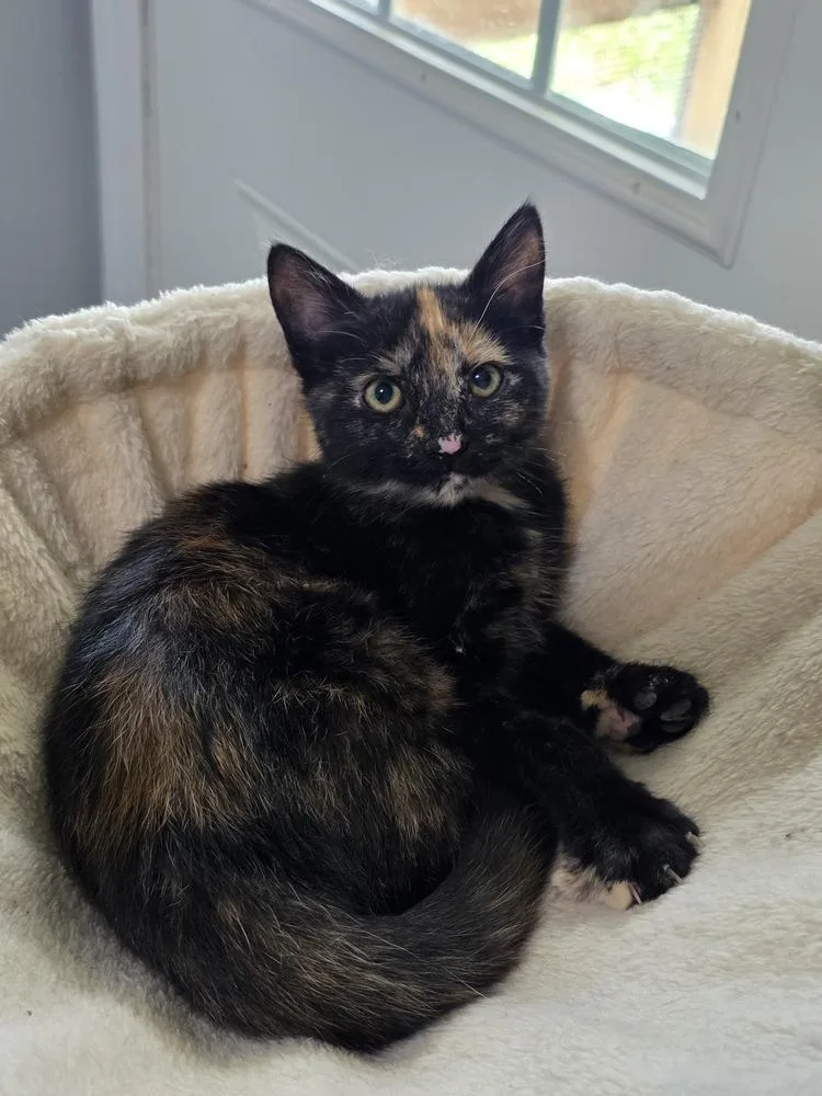 A baby small-sized female Domestic Short Hair cat named Nevada for adoption in Lewisburg, TN