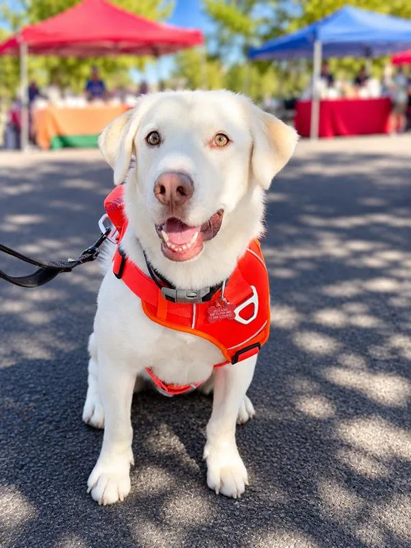 An adult large-sized female White / Cream Labrador Retriever dog named Zoey for adoption in Albuquerque, NM