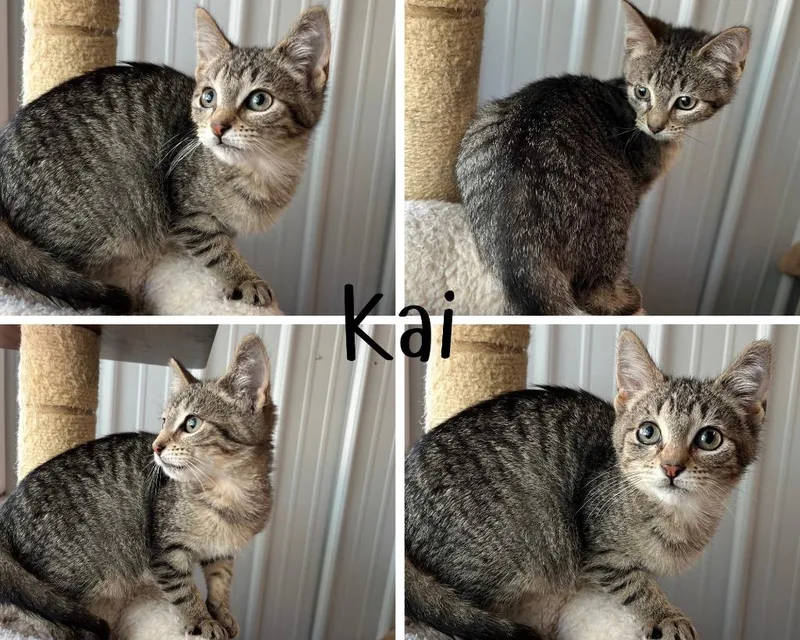 Kai