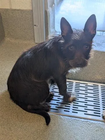 A young small-sized male Terrier dog named Carlos Yustis for adoption in San Martin, CA