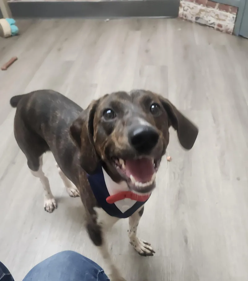 A young medium-sized male Mountain Cur dog named Lafayette for adoption in Mansfield, OH
