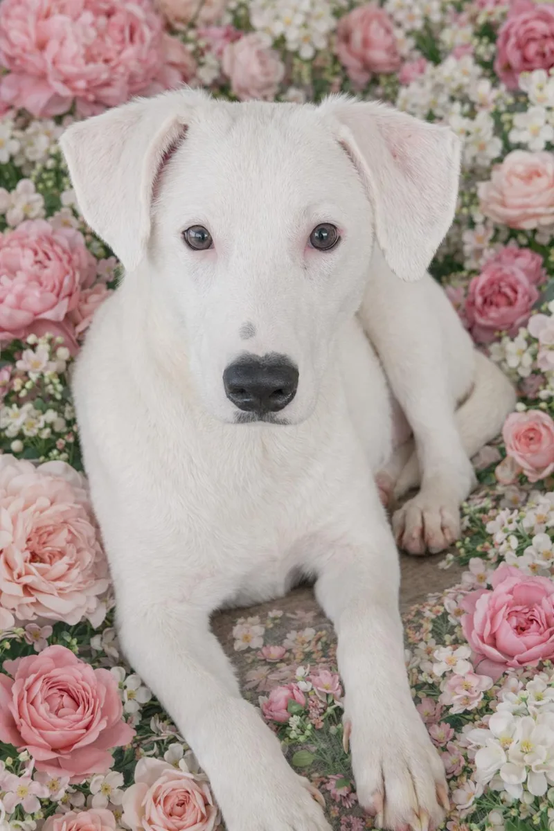 Princess thumbnail 2