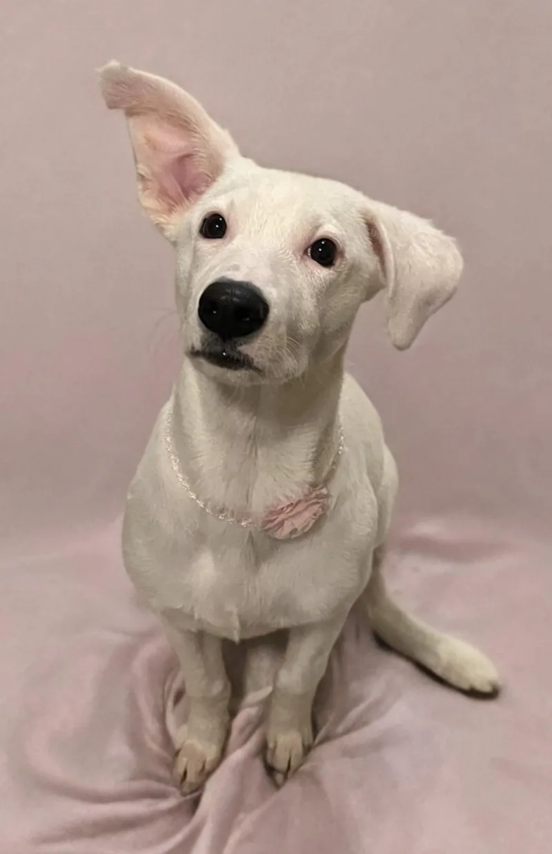 Princess thumbnail 3