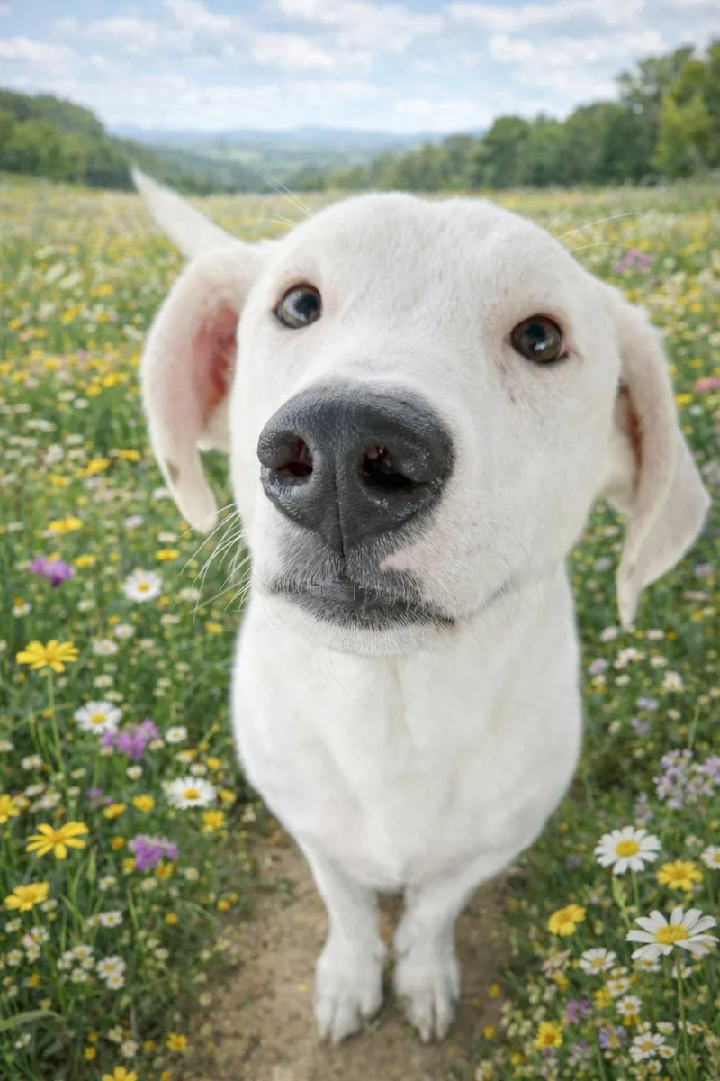 Princess thumbnail 4