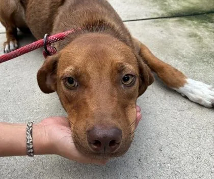 An adult medium-sized male Rhodesian Ridgeback dog named Frito for adoption in Gainesville, FL