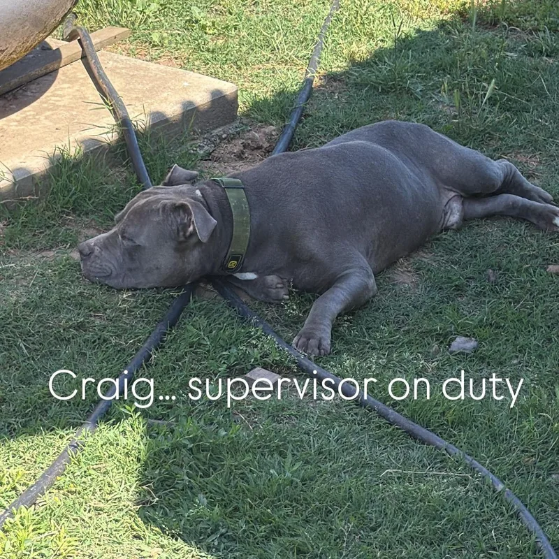 An adult large-sized male Gray / Blue / Silver Pit Bull Terrier dog named Craig for adoption in Lodi, CA