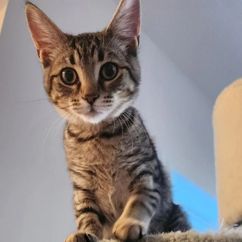 A young medium-sized female Tabby (Brown / Chocolate) Domestic Short Hair cat named Elf for adoption in Evanston, IL