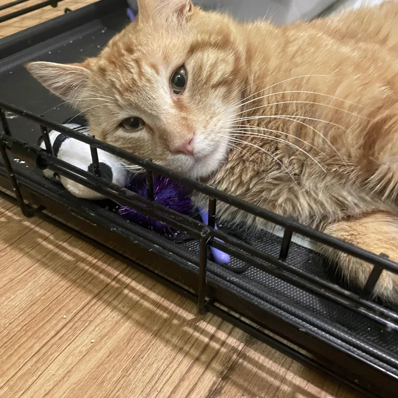A young medium-sized male Tabby (Orange / Red) Domestic Short Hair cat named Benny for adoption in South Ozone Park, NY