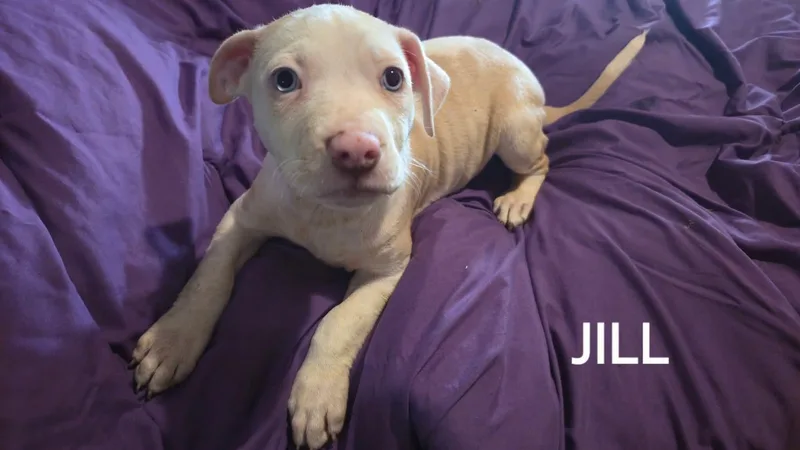A baby medium-sized female American Bulldog dog named Jill for adoption in Winter haven, FL