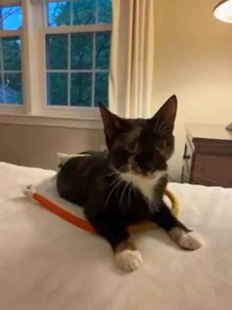 An adult medium-sized female Domestic Short Hair cat named Ashley for adoption in Derwood, MD