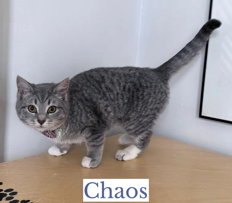 Chaos thumbnail 4