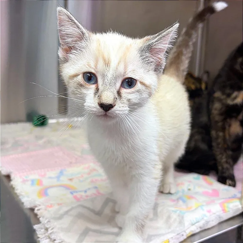 A baby small-sized female Domestic Medium Hair cat named Paige for adoption in Hannibal, MO