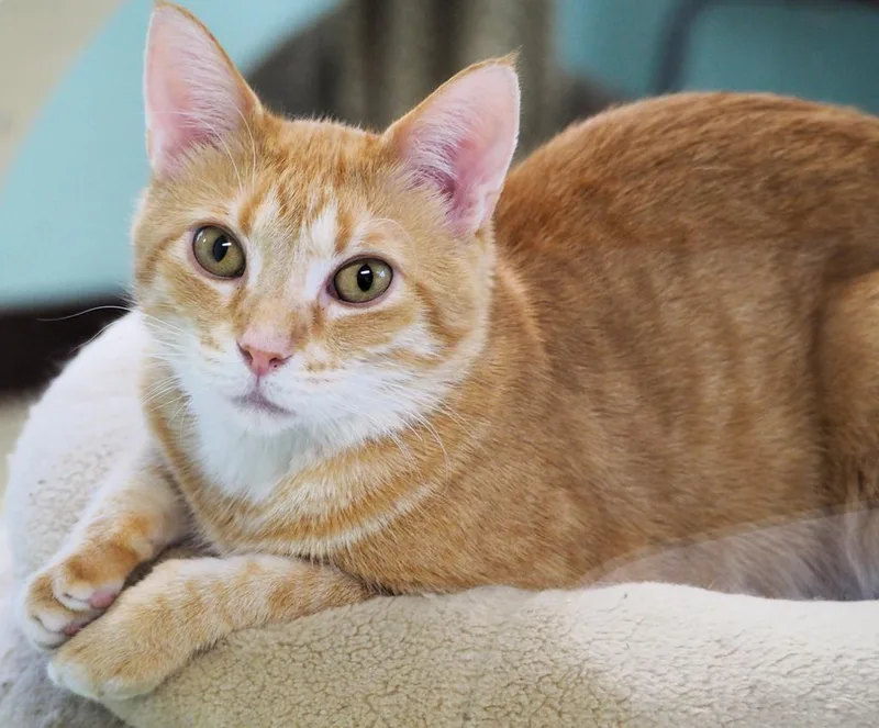 An adult medium-sized male Domestic Short Hair cat named Monday for adoption in Saint Paul, MN