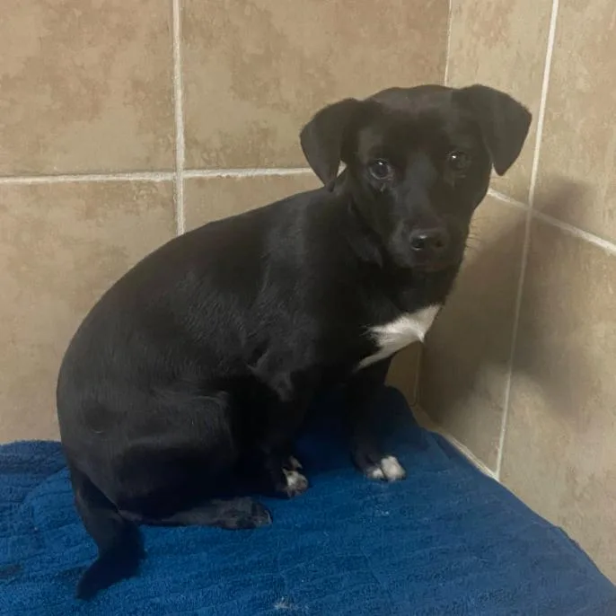 A baby small-sized male Black Dachshund dog named Cory for adoption in Myrtle Beach, SC