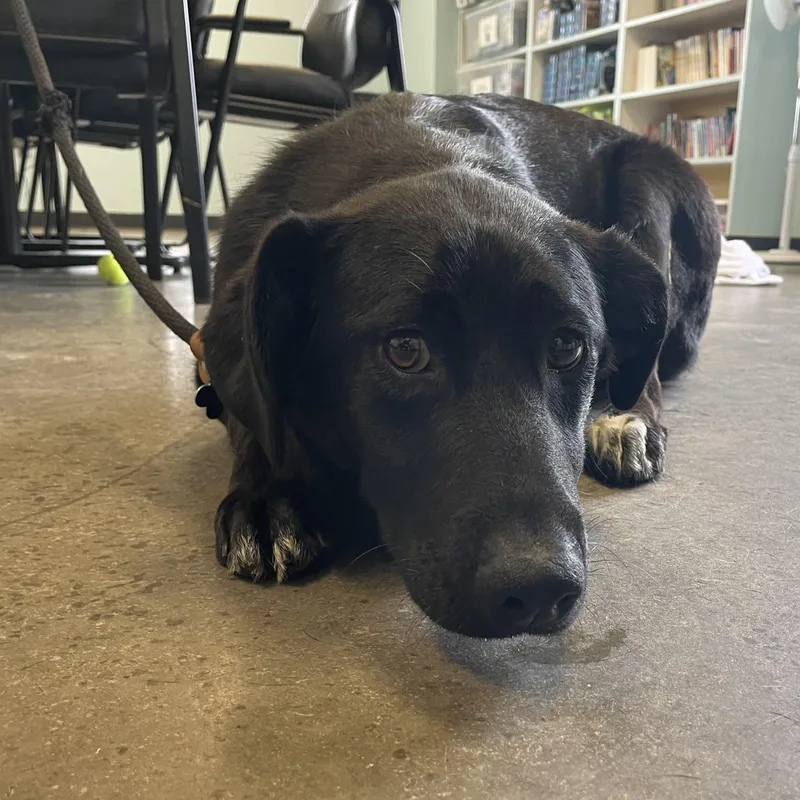 A young large-sized female Black Black Labrador Retriever dog named Molly for adoption in Mishawaka, IN