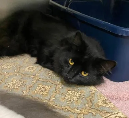 A baby small-sized female Domestic Long Hair cat named Brenda for adoption in Hobart, IN