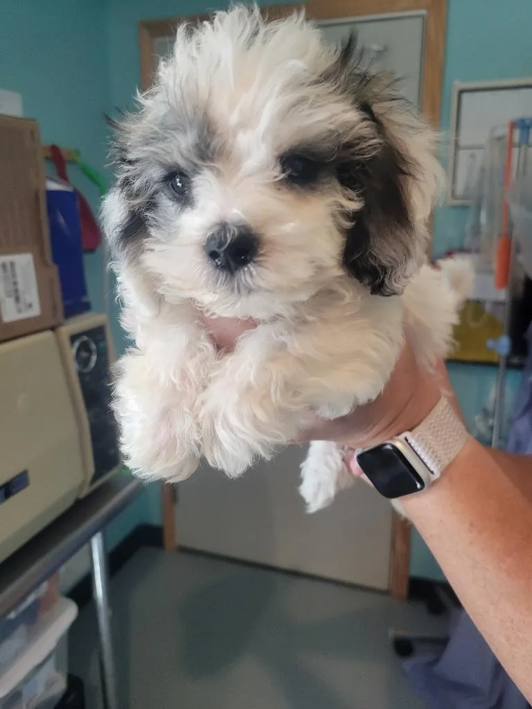 A baby medium-sized male Bichon Frise dog named V Walter for adoption in Ashland, WI