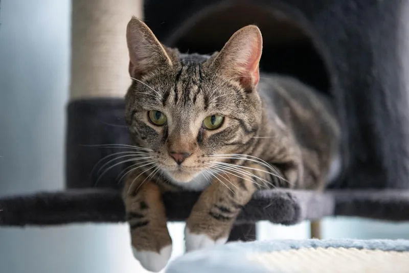 A young medium-sized male Domestic Short Hair cat named Boots for adoption in Harpers Ferry, WV