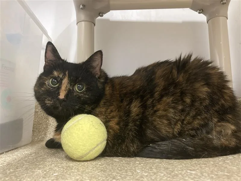 A senior large-sized female Tortoiseshell Domestic Short Hair cat named Hootie for adoption in Prince Frederick, MD
