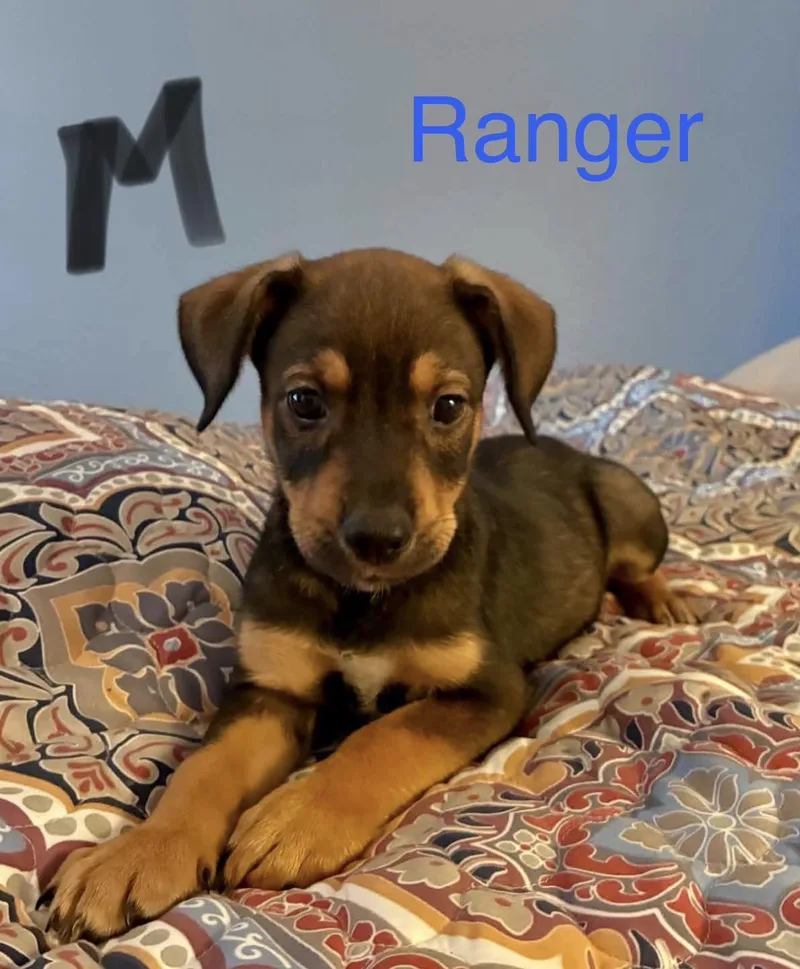 Ranger