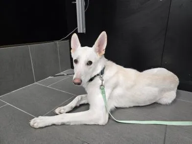 A young medium-sized female White / Cream German Shepherd Dog dog named Lucy for adoption in Liverpool, TX