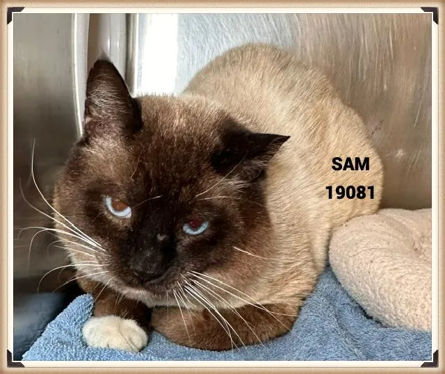 An adult large-sized male Brown / Chocolate Snowshoe cat named Sam for adoption in Marietta, GA